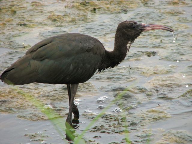 Glossy Ibis